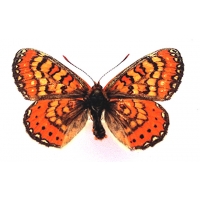 Beckeri Marsh Fritillary Euodrydryas aurinia beckeri 5 pupae Beckeri Marsh Fritillary Euodrydryas aurinia beckeri 5 pupae